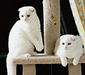 scottish_fold_1