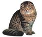 scottish_fold_2
