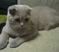 scottish_fold_3