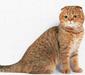 scottish_fold_5
