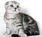 scottish_fold_6