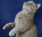 selkirk_rex_1
