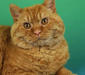 selkirk_rex_2