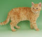 selkirk_rex_3