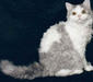 selkirk_rex_4