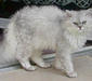 selkirk_rex_5