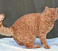 selkirk_rex_6