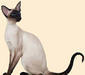 siamese_1