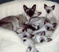 siamese_2