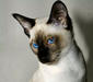 siamese_3