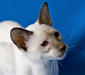 siamese_4