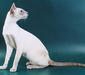 siamese_5