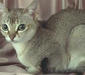 singapurskau_3