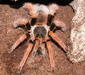 megaphobema_robustum1