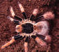 megaphobema_robustum2