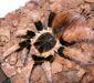 megaphobema_robustum5