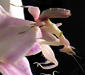 hymenopus_coronatus.jpg