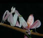 hymenopus_coronatus2.jpg