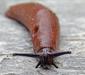 arionidae1