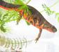 cynops_orientalis1