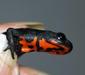 cynops_orientalis2