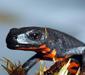cynops_orientalis4