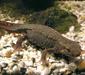 cynops_orientalis
