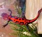 cynops_pyrrhogaster1