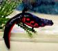 cynops_pyrrhogaster2