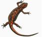 cynops_pyrrhogaster3