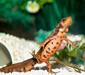 cynops_pyrrhogaster5