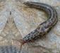 limacidae2