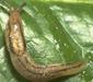 limacidae3