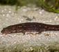 pachytriton_labiatus1