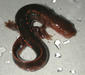 pachytriton_labiatus2