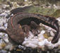 paramesotriton_hongkongensis2