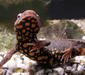 paramesotriton_hongkongensis3