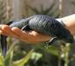 pleurodeles_waltl2
