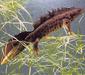 triturus_cristatus1