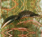 triturus_cristatus3