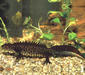 triturus_cristatus4