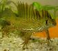 triturus_vittatus2