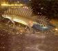 triturus_vittatus3