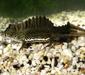 triturus_vittatus4