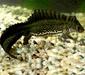 triturus_vittatus5
