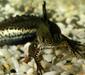 triturus_vittatus6