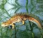 triturus_vulgaris1