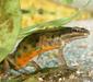 triturus_vulgaris3