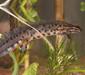 triturus_vulgaris4
