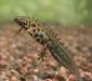 triturus_vulgaris5